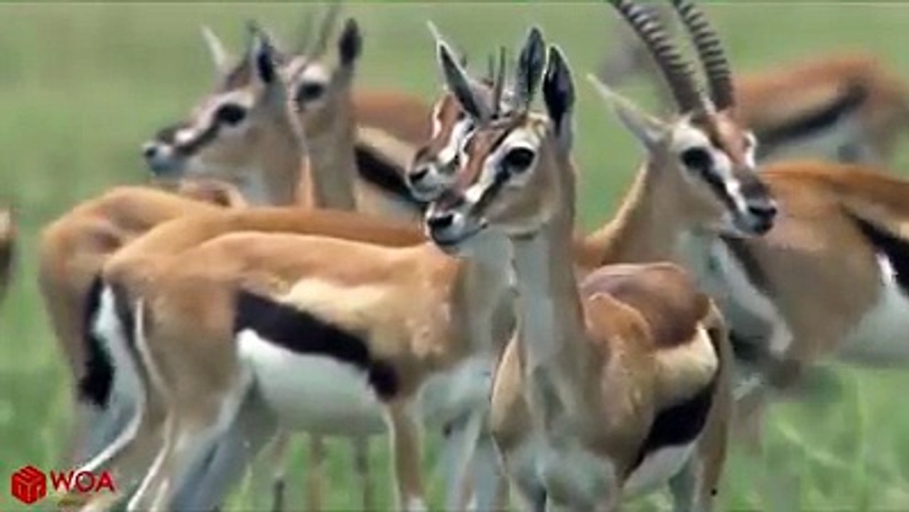 Most Amazing Tiger Attack On Deer