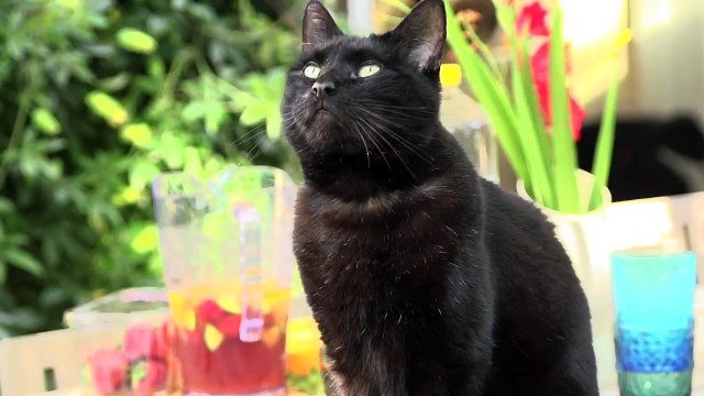 Cats! Learning about Cats for Kids