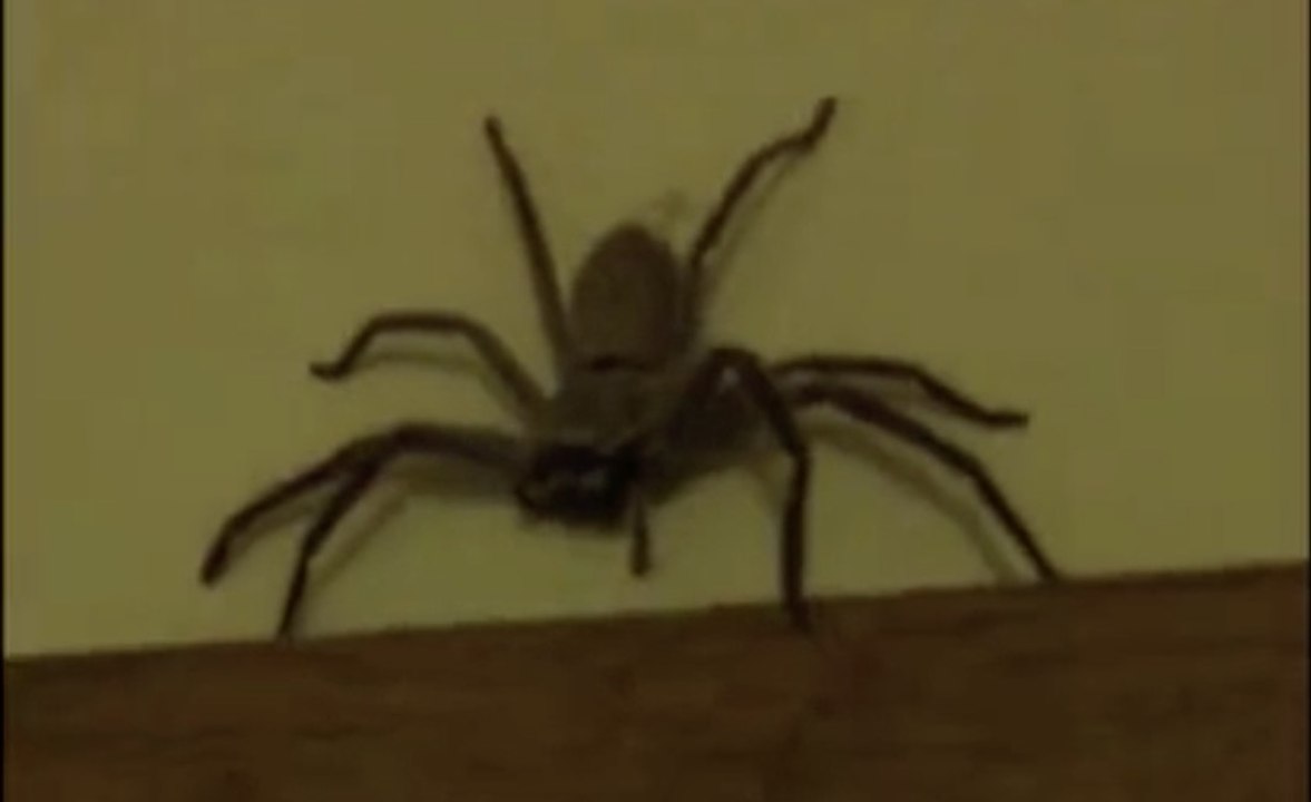 Une géante araignée de 10cm dans la chambre des enfants en Australie !