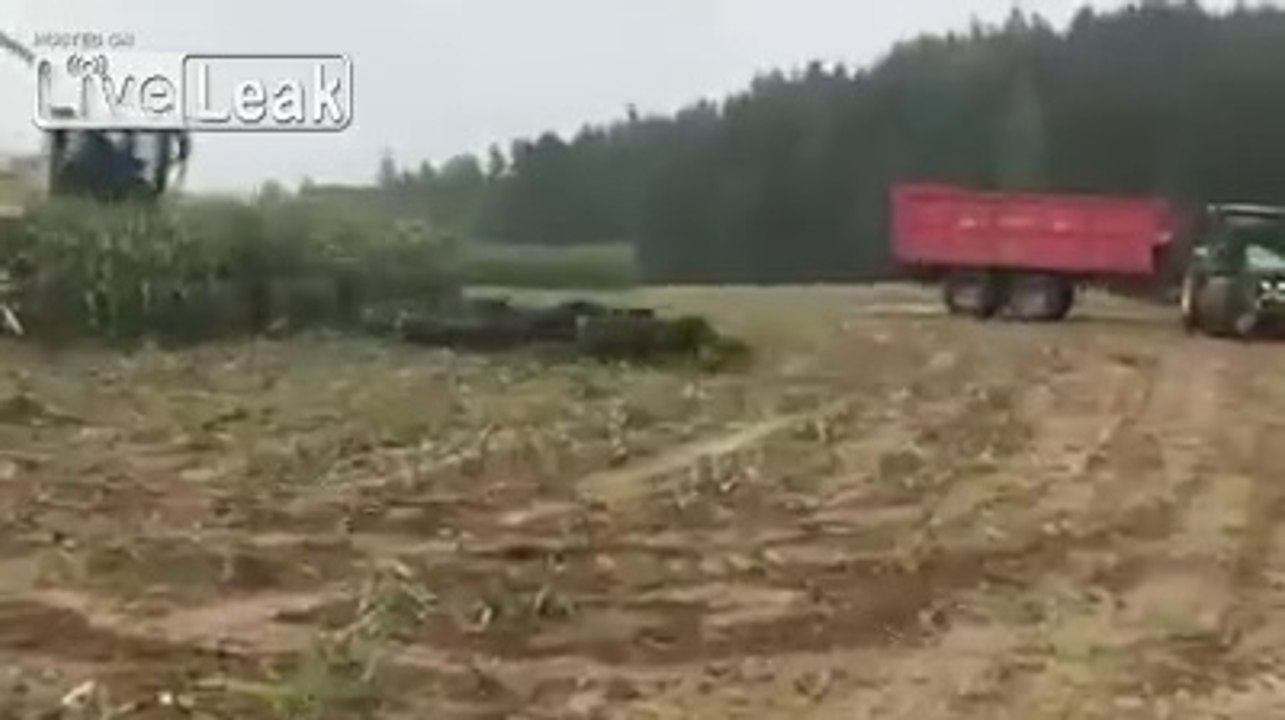 Famille de sangliers chassés d'un champ de Maïs en russie !