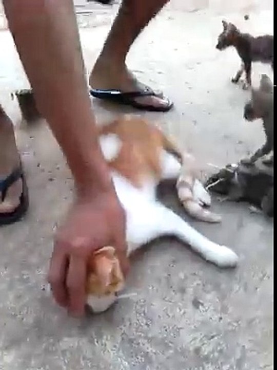 cat with mouse