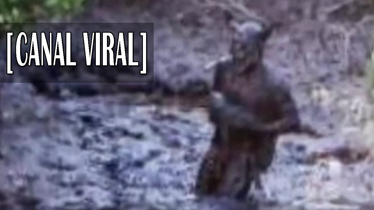 Recopilación videos de extraños seres paranormales | Videos de terror | Demonologia | Paranormal