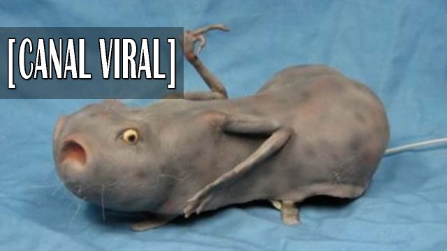 10 animales híbridos que no sabias que existían | Animales mutantes