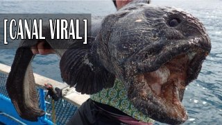 Reviven a un pez congelado | Animal revivido | Criogenizacion | Criogenizacion reversible documental