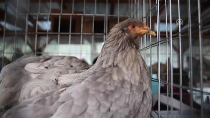 Horoz-tavuk Çifti İçin Müzayedede 30 Bin 461 Lira