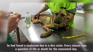 A Dog Has Not Eat For 10 Months.See This Man’s Dedication!