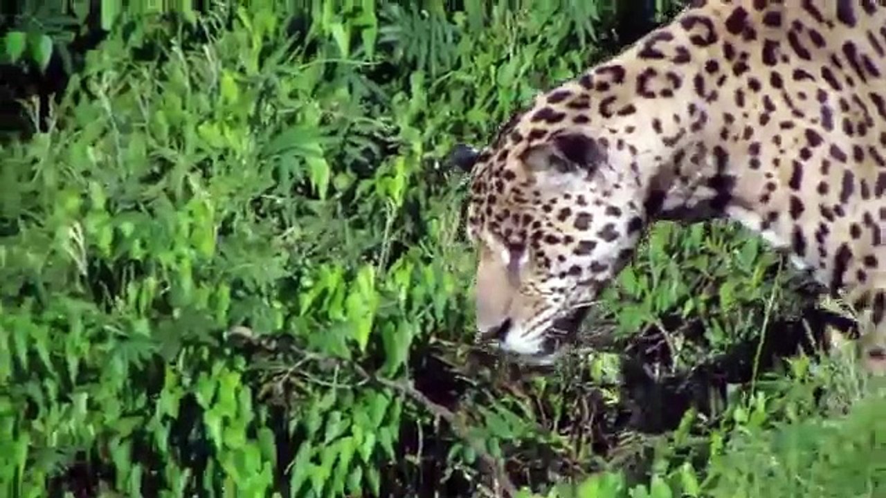 Un Jaguar chasse un crocodile dans le fleuve et le ramene à la berge