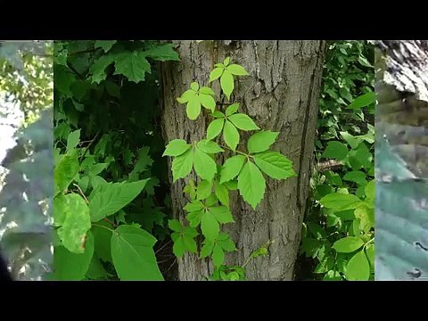 HUGE poison ivy 20 plus years old! kills your trees!