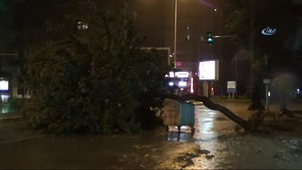 Ağaç Cadde Ortasına Devrildi