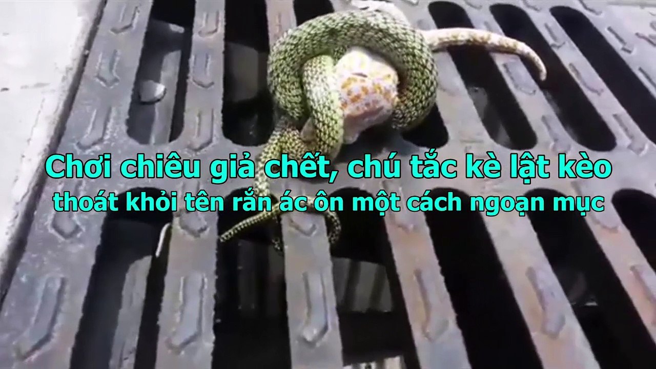 Chơi chiêu giả chết, chú tắc kè lật kèo thoát khỏi tên rắn ác ôn một cách ngoạn mục