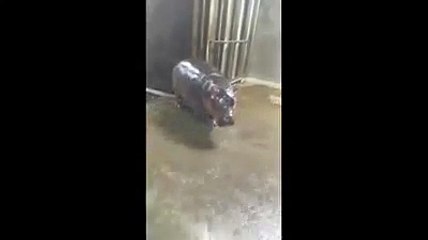 Two of Fiona's favorite things - the hose and being sassy