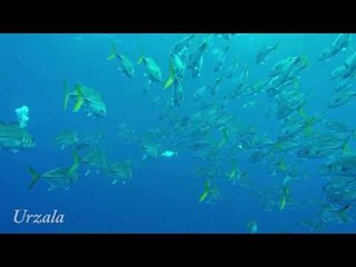 Diver Swims With School of Fish in the Caribbean