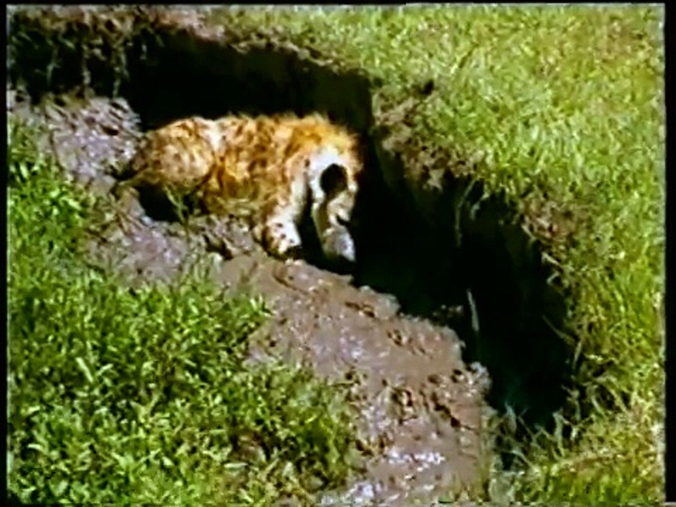 PREDADORES SELVAGENS HIENA PARTE 2