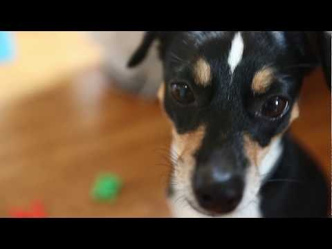 Clever Dog Learns How To Spell Her Name