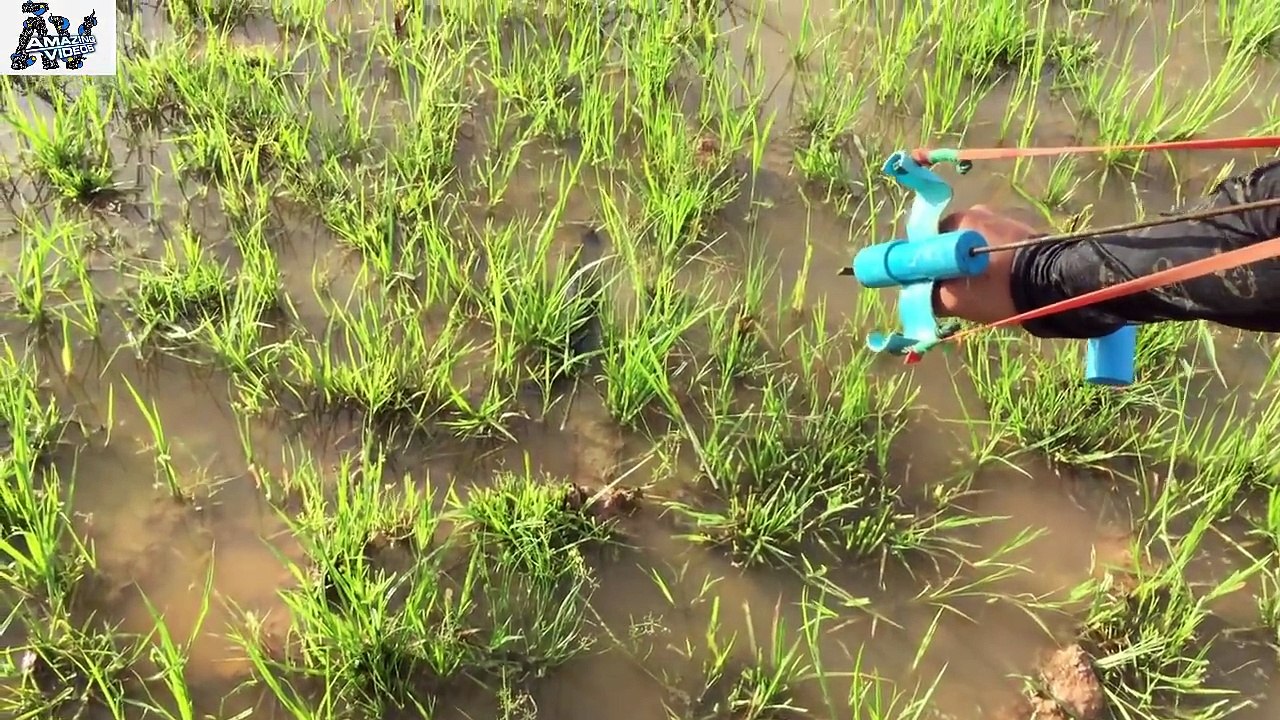 WOW! Amazing Man Shoot Fish Using Bowfishing In The Farm - Cambodia ...