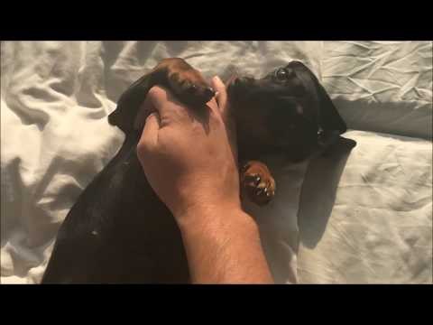 Young Dachshund Can't Get Enough of Belly Rubs