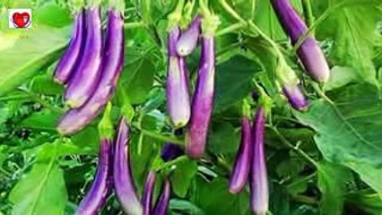 लड़कियां बैगन से प्यार क्यों करती है ! Why Do Girls Like Baingan in Hindi