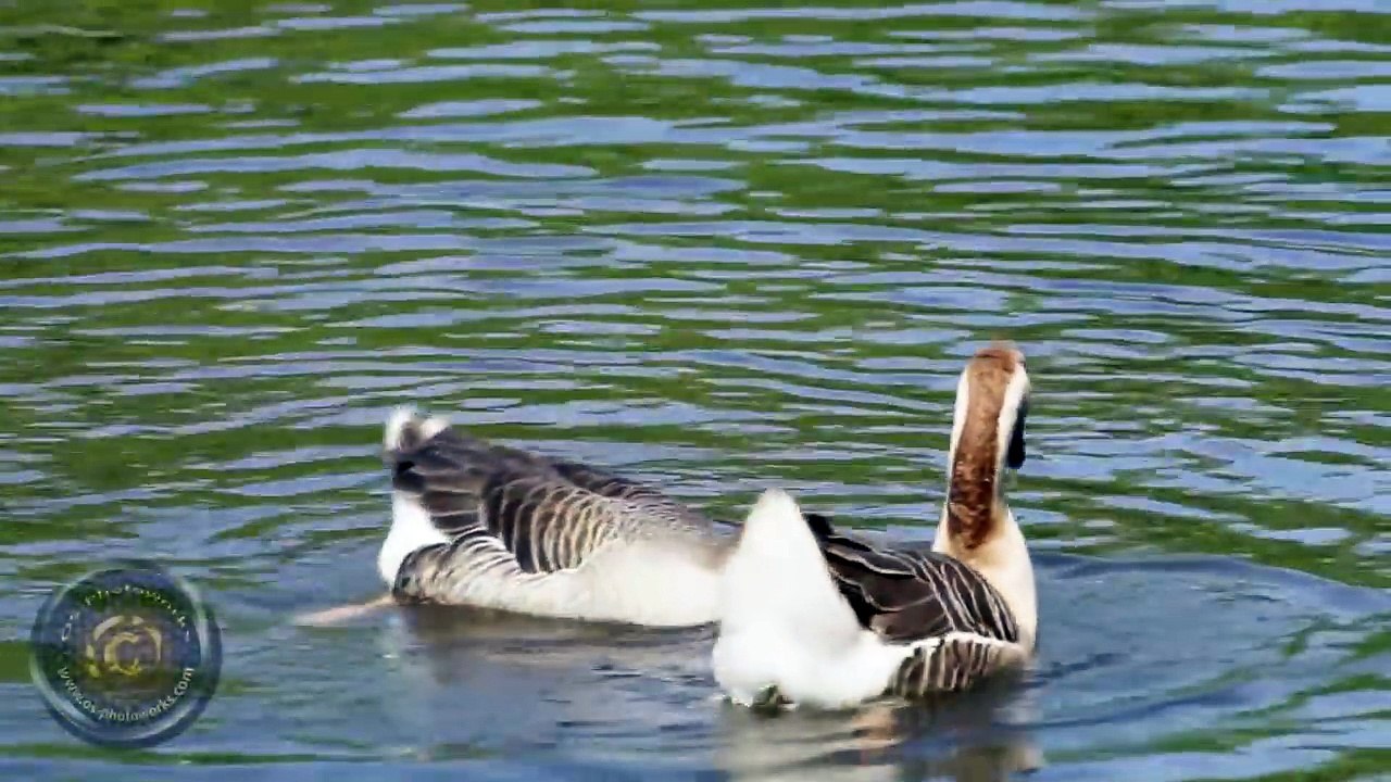 another scene of greylag geese mating