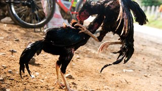 Biggest wild Chicken fight Compilation- Outstanding Rooster fight 2017 - Hen Fight - Murg