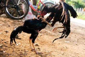 Biggest wild Chicken fight Compilation- Outstanding Rooster fight 2017 - Hen Fight - Murg