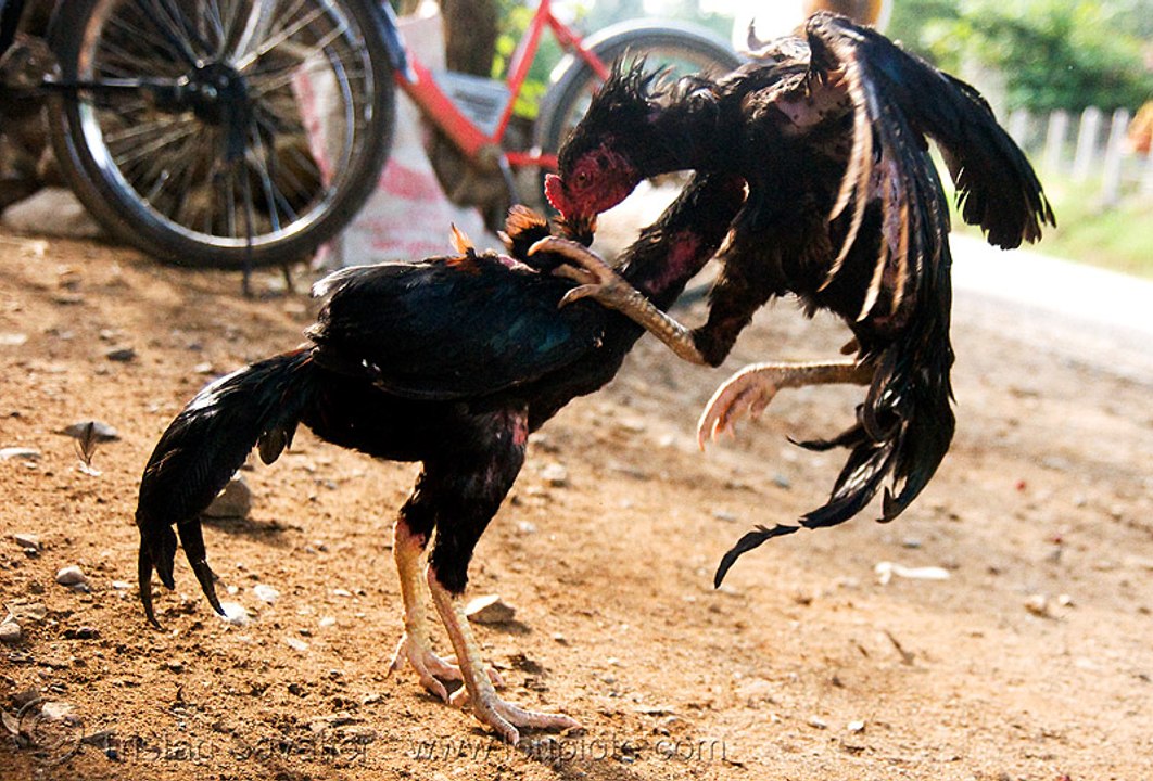 Biggest wild Chicken fight Compilation- Outstanding Rooster fight 2017 - Hen Fight - Murg