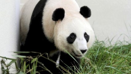 kini taman sapari indonesia punya koleksi panda