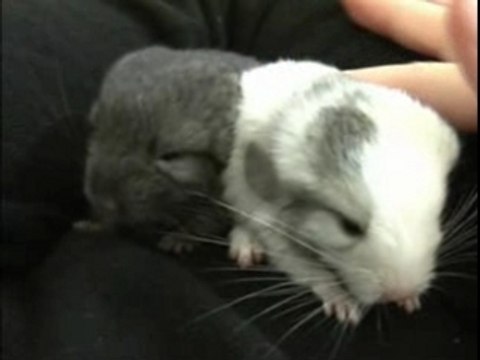 CHINCHILLAS baby bébé