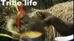 African tribes cultures, rituals and ceremonies, lifestyle par 4