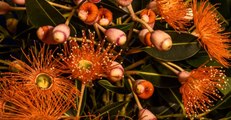 Time-Lapse Shows Native Australian Flowers Blossoming at Eve of Spring