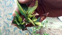 How to grow Gandhraj care and tips || Gardenia flower plant