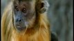 Monos capuchinos: Inteligencia primate