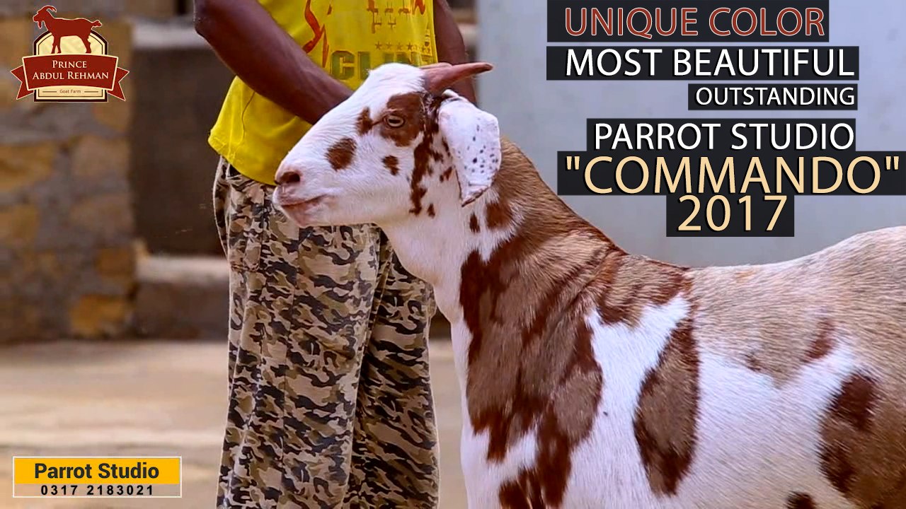 Commando I Prince Abdul Rehman Goth Farm I Beautiful Goat I Expressing Deep Love I Parrot Studio