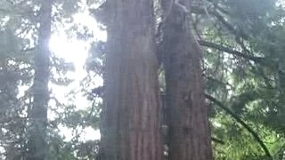 Arbres aux Muir Woods