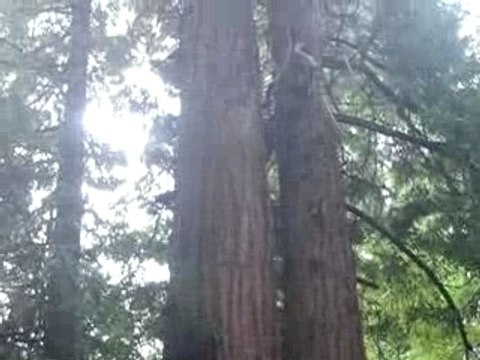 Arbres aux Muir Woods