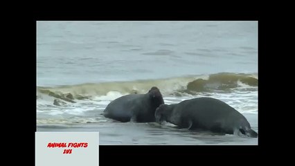 ELEPHANT SEAL FIGHT GONE WRONG GONE BLOODY!