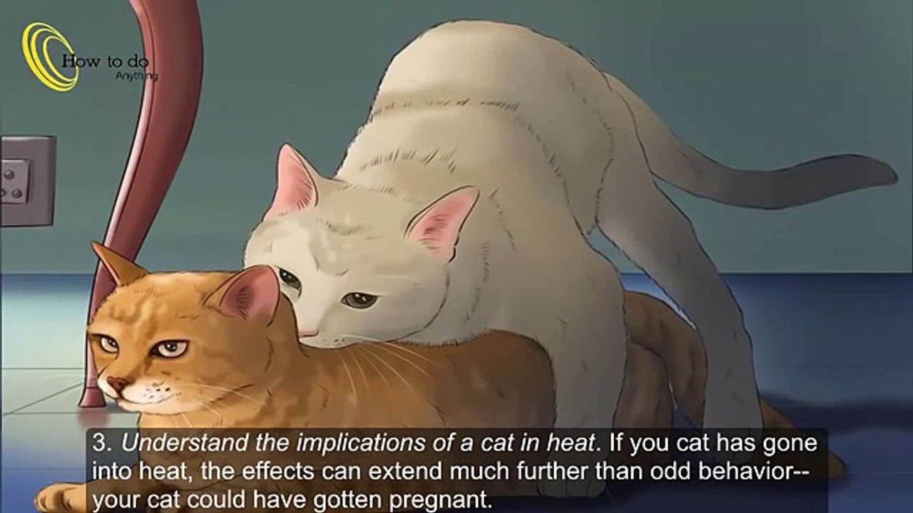 How to Tell if a Cat is Pregnant