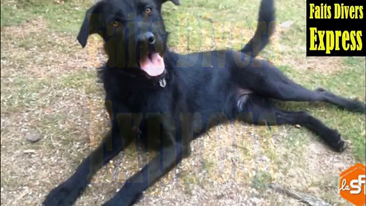 Nemo, le nouveau chien adopté par le couple Macron-9ePcg9aJgy4