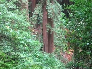 Arbres aux Muir Woods