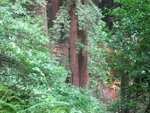 Arbres aux Muir Woods