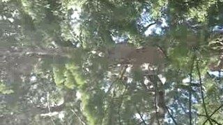Sequoia geant