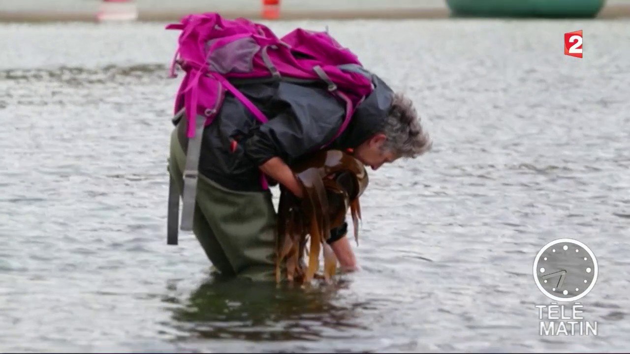 Environs - Des algues: de la mer à l'assiette
