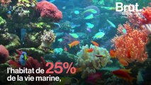 Il est temps de dire au revoir à 20% des récifs coralliens du monde