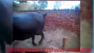 5 Discipline _ Trained Intelligent  Animals Videos Compilation-NFOgjd48a98