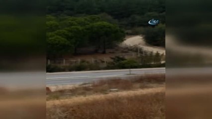 Aç Kalan Köpekler Uludağ Üniversitesi'ndeki Geyikleri Yedi