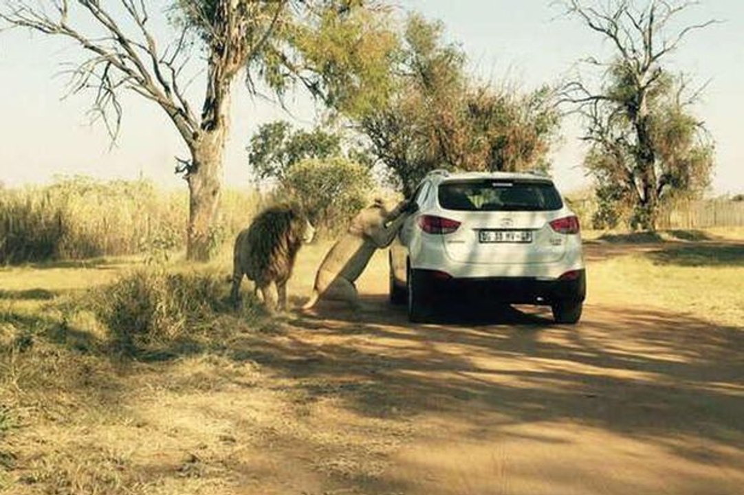 lion Attack