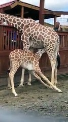 April the Giraffe  Nursing baby Tajiri