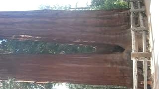 Sequoia geant