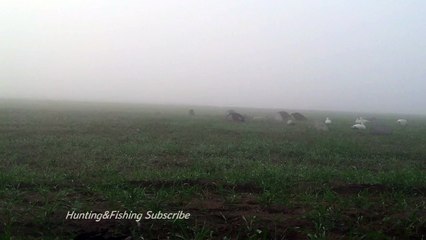 Geese duck shooting pakistan