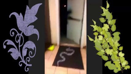 مقلب الافعى المرقطة مع مهندس معماري ههههه
