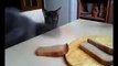 Vidéo du jour : regardez ces deux chats absolument prêts à tout pour dérober un morceau de pain !